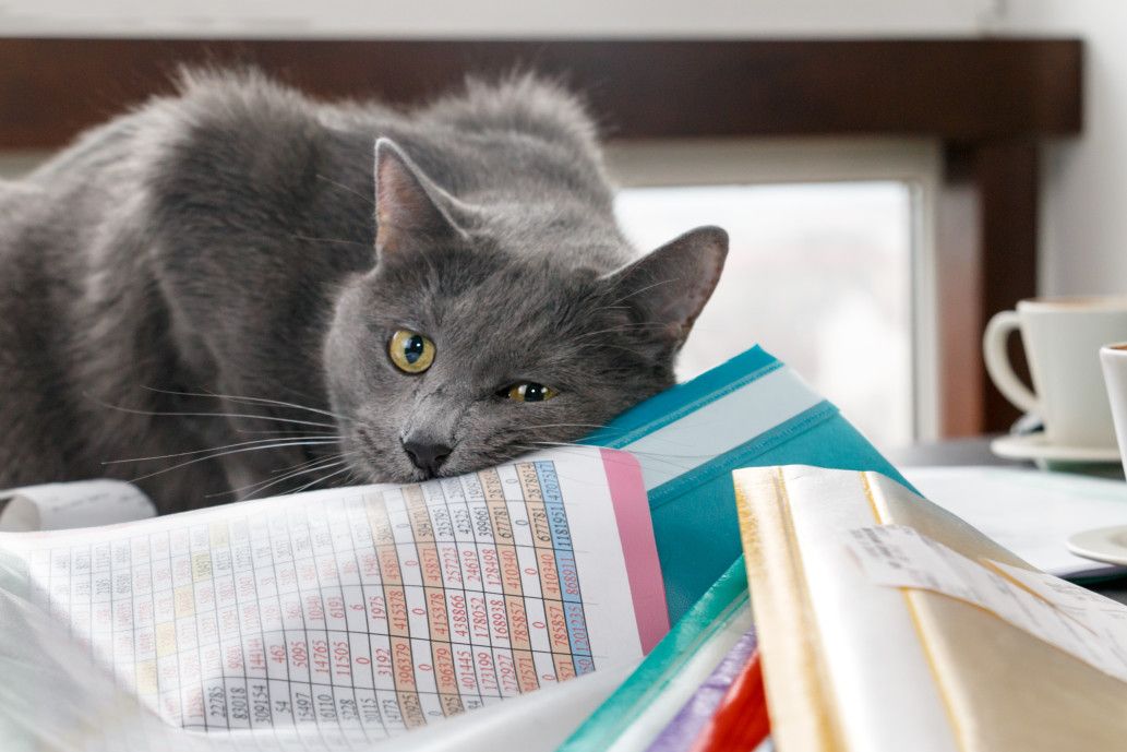 kot siedzi na papierach księgowych